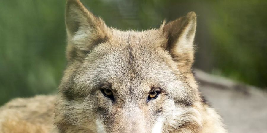 Ein Wolf im Zoo Zürich.