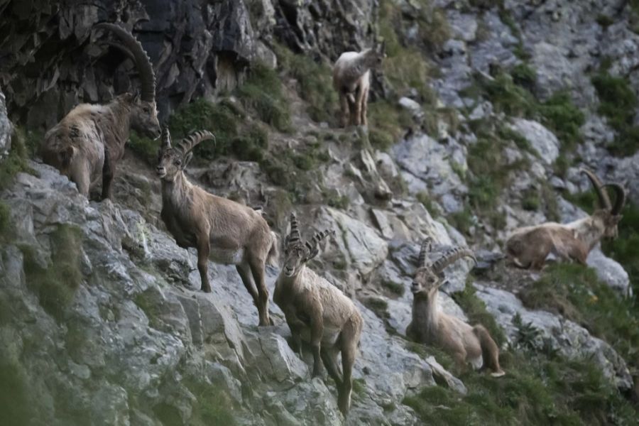 Wildhüter warnen nun: Die Tierwelt kommt nicht mehr zur Ruhe.