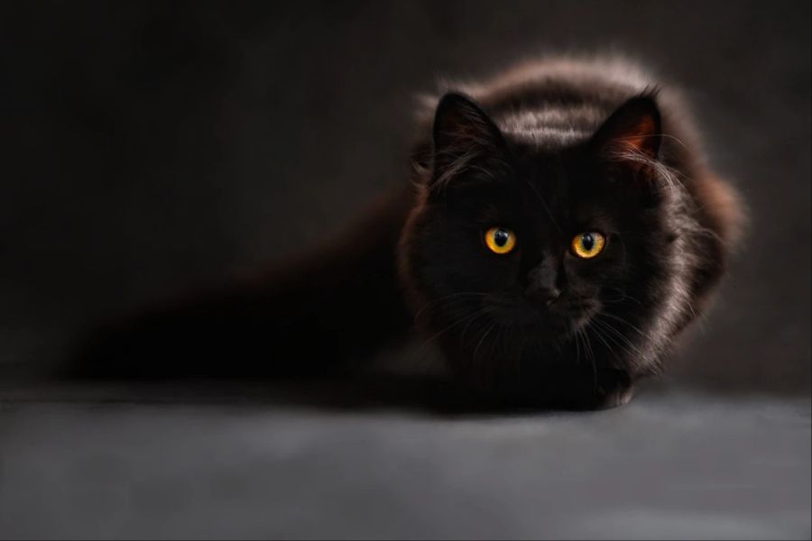 Schwarze Katze