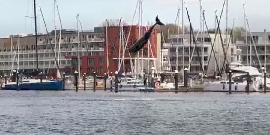 Mutmasslich ein verspielter Delfin hat am Wochenende in der Lübecker Bucht für viel Aufsehen gesorgt.