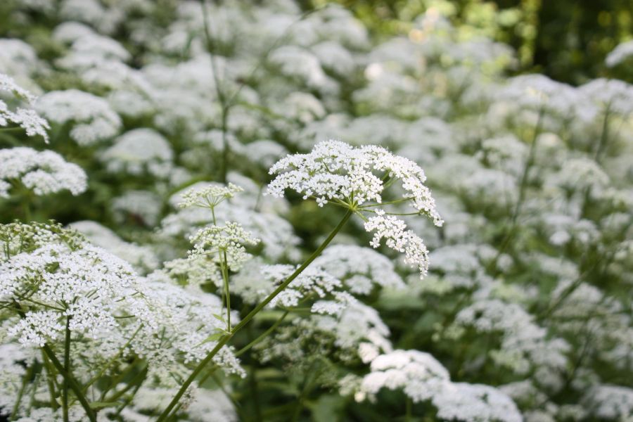 Giersch Teig ausgebackene Blüten