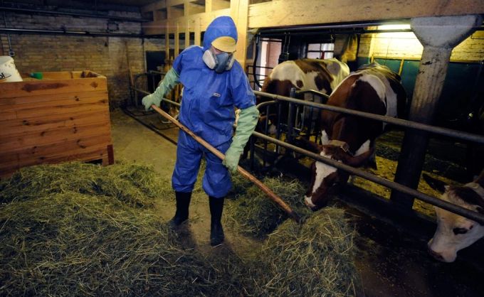 Ein 48-jähriger Bauer mit multipler Allergie besorgt seine Stallarbeiten mit einer Schutzmaske im April 2009 im Emmental im Kanton Bern. IV-Umschulungen
