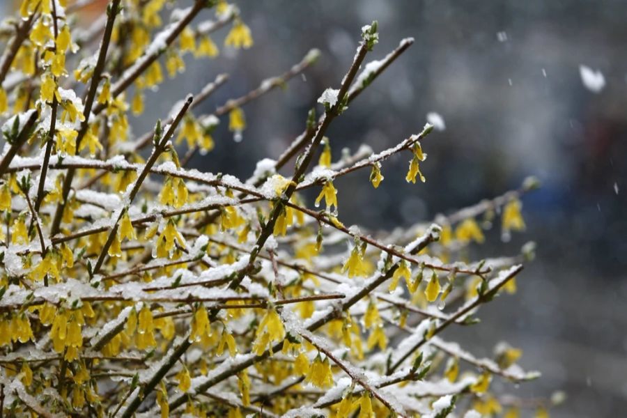 Trotz April ist es in der Schweiz noch immer nass, trüb und kalt. Unüblich ist das aber nicht.