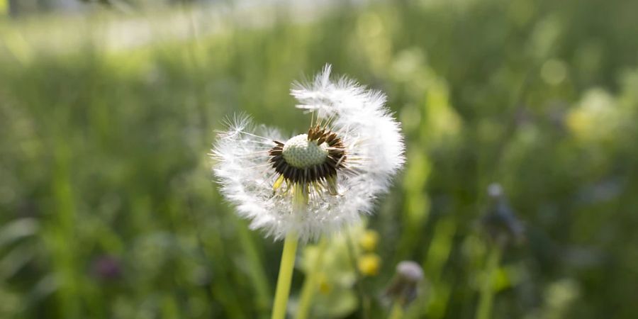 Die Gräserblüte ist in vollem Gange: Löwenzahn in einer Wiese in Zürich. (Archivbild)