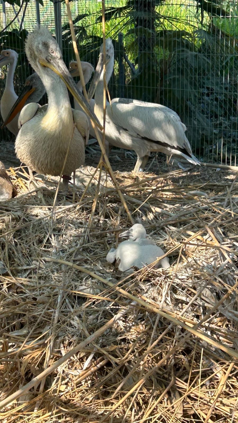 Bisweilen haben die Jung-Pelikane das Nest noch nicht verlassen.