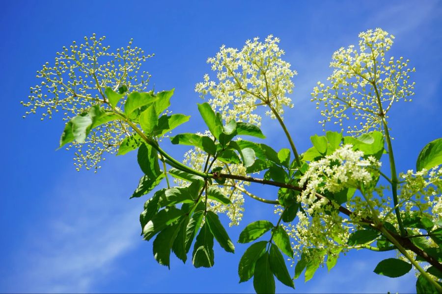 Holunder Blüten wachsen Büschel