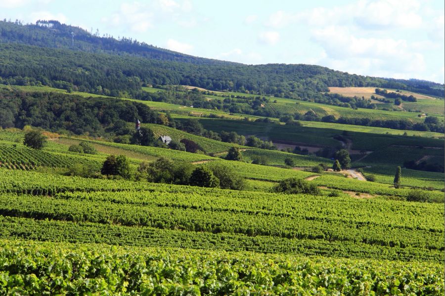 Weinfelder Weingut Reben grün Rheingau