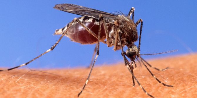 west nil virus