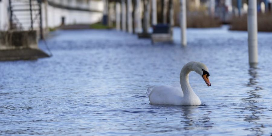 kanton zürich vogelgrippe