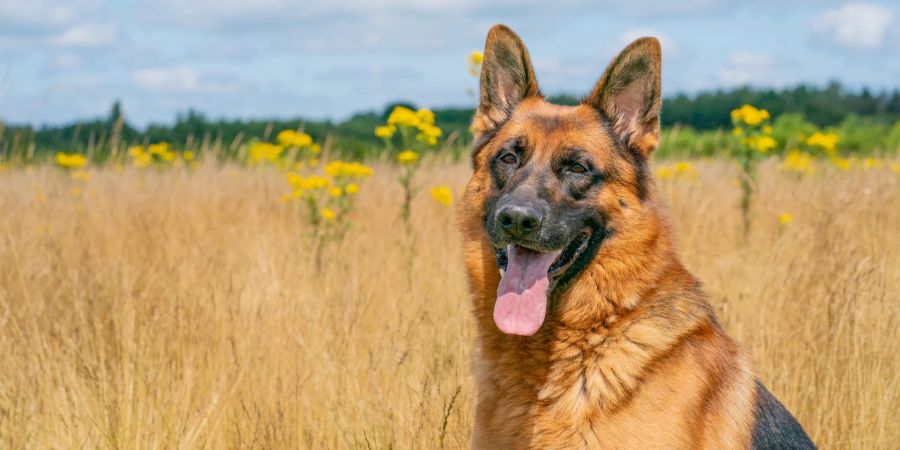 Deutscher Schäferhund