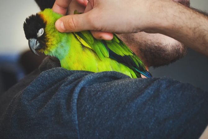 Vogel auf der Schulter eines Mannes