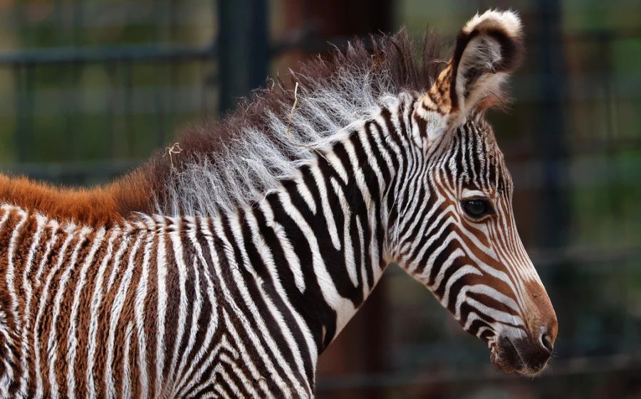 Der Nürnberger Tierpark freut sich über seltenen Nachwuchs: Zebra-Baby Lumi ist geboren.