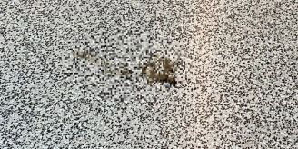 «Idioten-Besitzer» - Ärger wegen Hundehaufen in Berner Shoppingcenter