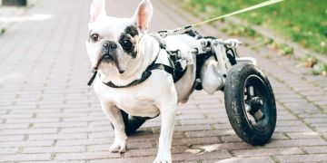 Hund mit Gehbehinderung mit Hunderollstuhl