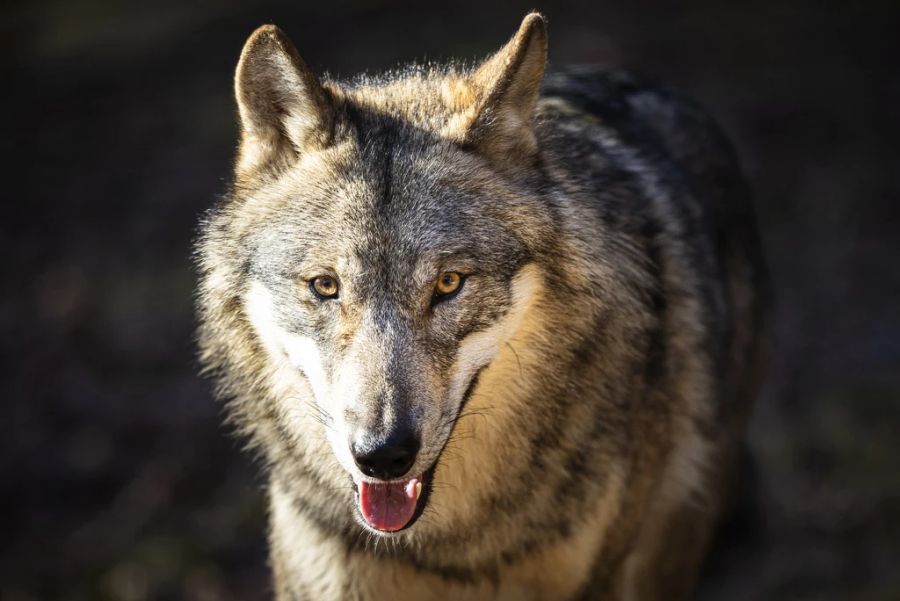 Man habe bei der Wolfsregulierung nicht den ganzen Spielraum genutzt, den das Gesetz zugelassen hätte. (Symbolbild)