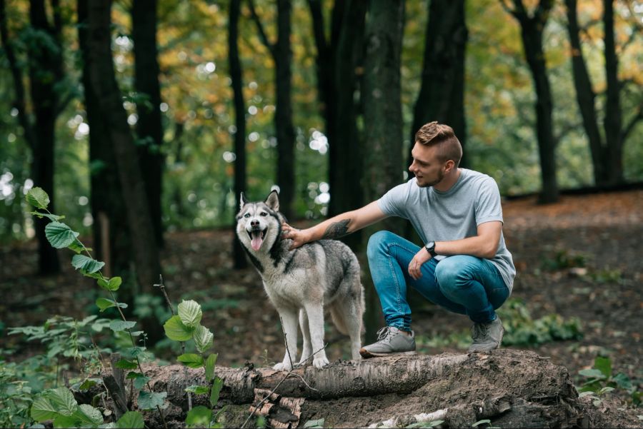 Siberian Husky, Hund, Rasse