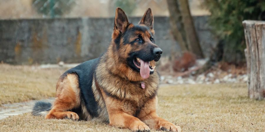 Schäferhund