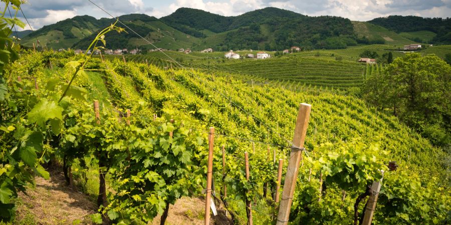 So schön die Landschaft, so frisch-fruchtig der Geschmack: Richtig guter Prosecco kommt aus Valdobbiadene in Italien.