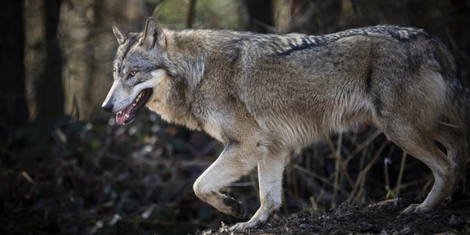 Die Forschung einer amerikanischen Evolutionsbiologin deutet darauf hin, dass die Tiere krebsresistent sind. (Symbolbild) Wolf