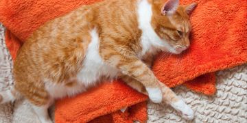 Katze liegt auf oranger Decke