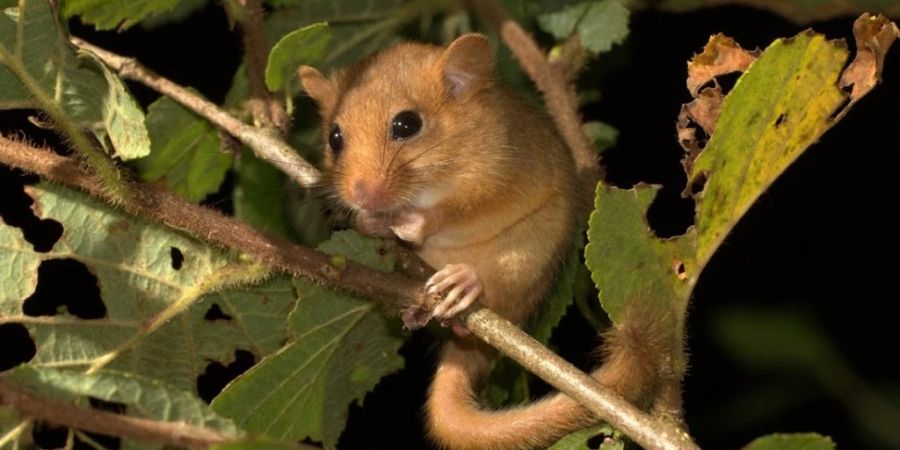 Die westliche Haselmaus ist die 100. wildlebende Säugetierart der Schweiz.
