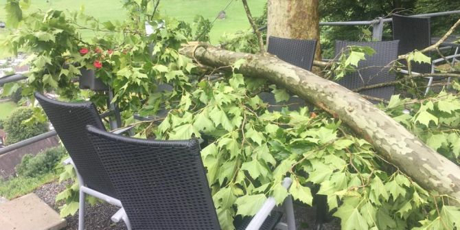 Abgebrochener Ast liegt auf Tisch.