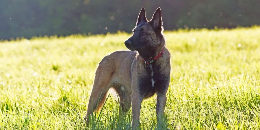 Deitingen SO: Diensthund Quma stellt drei Diebe im Maisfeld