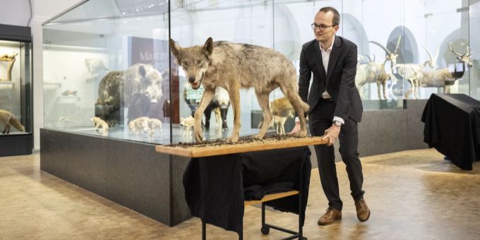 Martin Neukomm, Vorsteher der Baudirektion, schiebt ein Präparat des ersten Wolfs im Kanton Zürich seit dessen Ausrottung, am 13. Mai 2022, im Zoologischen Museum der Universität Zürich. Der Wolf wurde 2014 in Schlieren ZH von einem Zug überfahren. mARTIN nEUKOMM wOLF zÜRICH