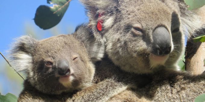 Koala Ember mit ihrem ersten Jungen auf dem Rücken auf einem Baum. Die gewaltigen Buschfeuer in Australien vor vier Jahren hätte das Koala-Weibchen Ember fast nicht überlebt. Koala Brand Baby Mutter