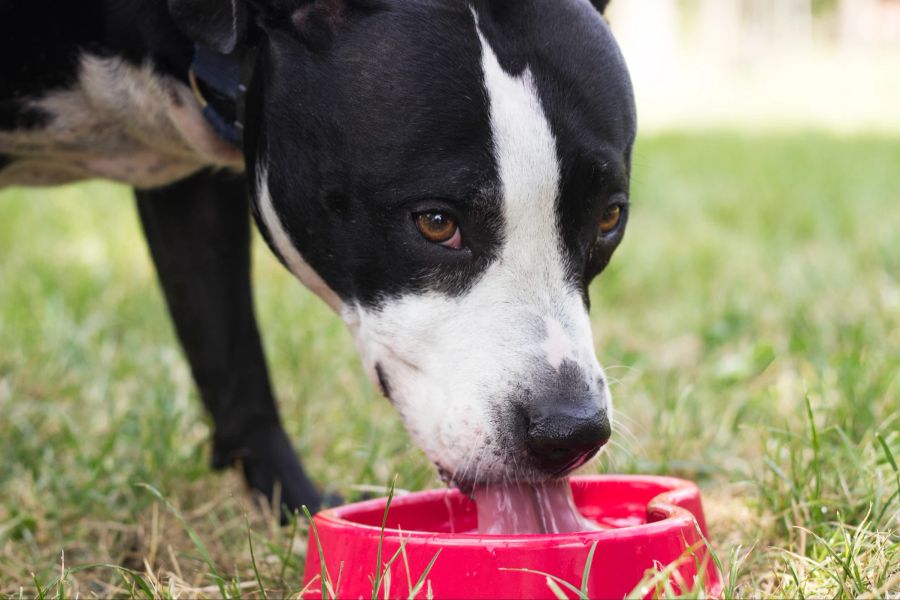 Es gibt einfache Hausmittel für Hunde, die helfen, Beschwerden bei einer Verstopfung zu lindern und den Stuhlgang zu erleichtern.