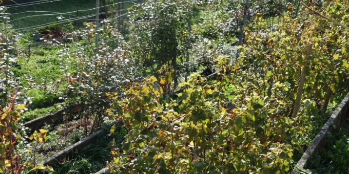Schrebergarten in Bern