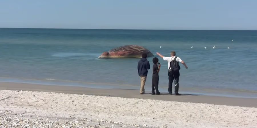 Seit knapp zwei Wochen treibt Buckelwal «Timmy» vor der dänischen Insel Anholt – nun soll eine Obduktion klären, warum er starb.