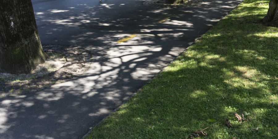 Bäume, die im Sommer Schatten spenden sollen, werden durch die Hitze und Trockenheit selbst gefährdet. (Symbolbild)