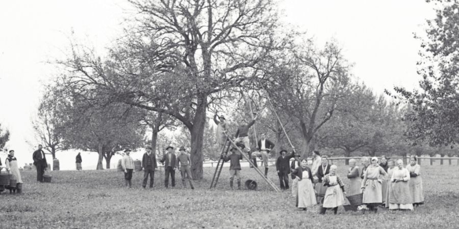 Lange kam das auf den Tisch, was in der Umgebung wuchs. Im Bild zu sehen ist eine Obsternte im Asyl Wil um 1900. (Archivbild)