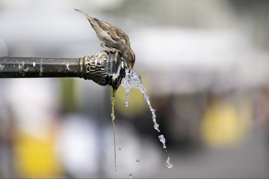 Dann erwarten uns Temperaturen um die 30 Grad im Mittelland.