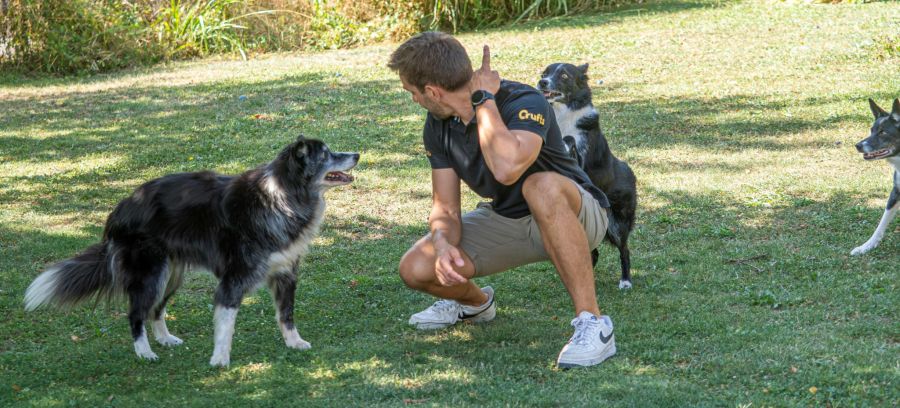 Hunde
