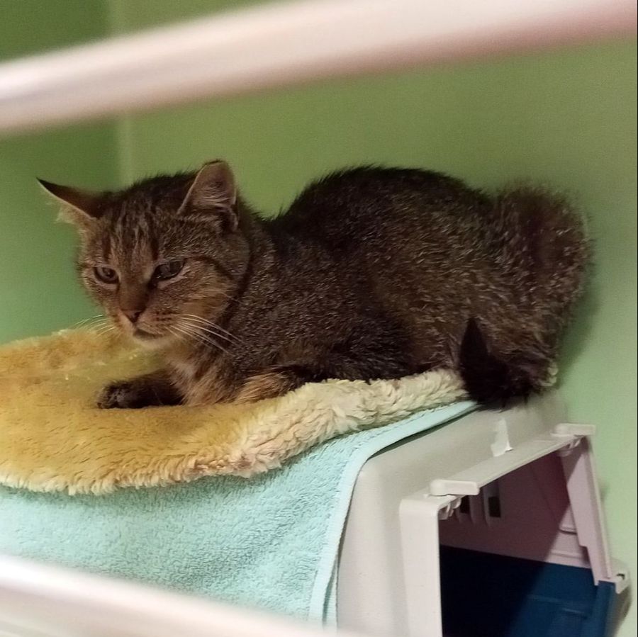 «Bei einer Vermittlung geht es aber nicht darum, möglichst schnell irgendeine Katze unterzubringen», sagt Hofer.