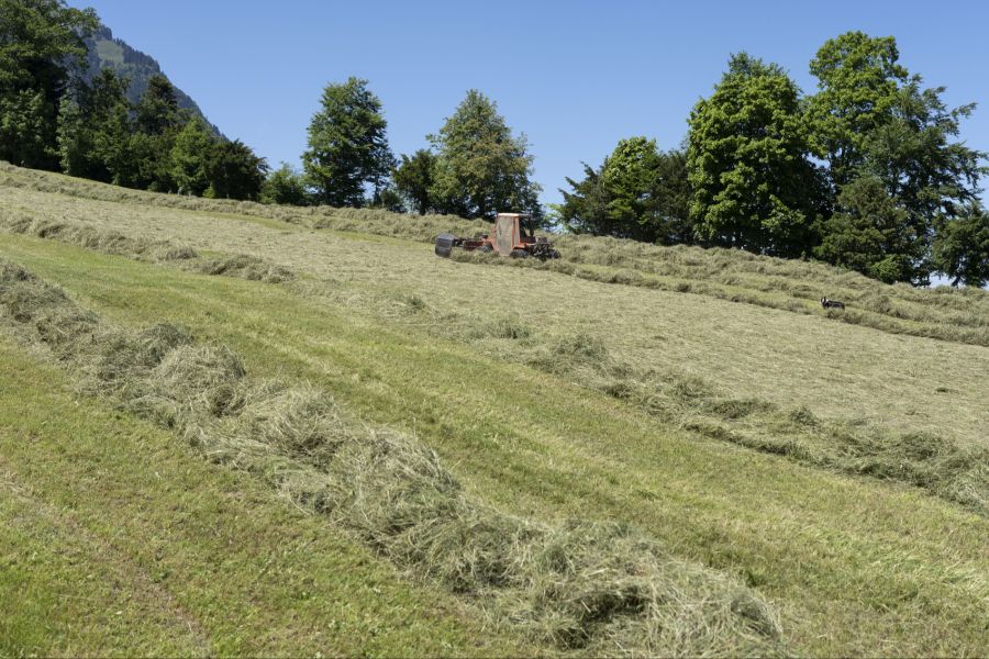 Der Kanton Freiburg hat sein Unterstützungs- und Beratungsangebot ausgebaut. (Symbolbild)