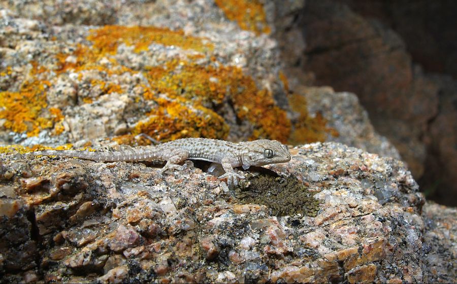 Mauergecko