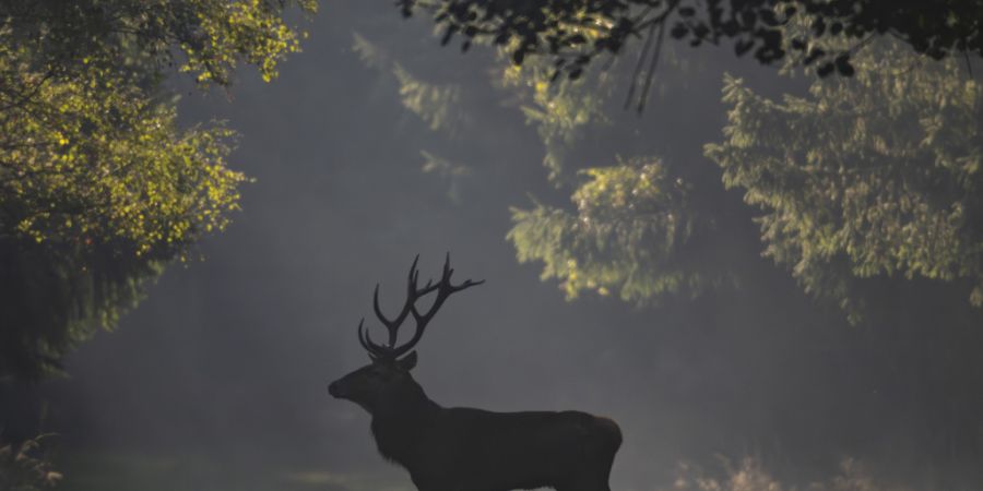 Ein Schweizer Jäger flog per Helikopter einen von ihm abgeschossenen Hirsch aus Italien aus und verstiess dabei gegen zahlreiche Vorschriften. (Symbolbild)