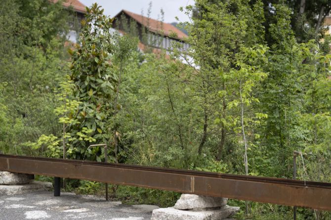 Pflanzen Bäume Koch-Park