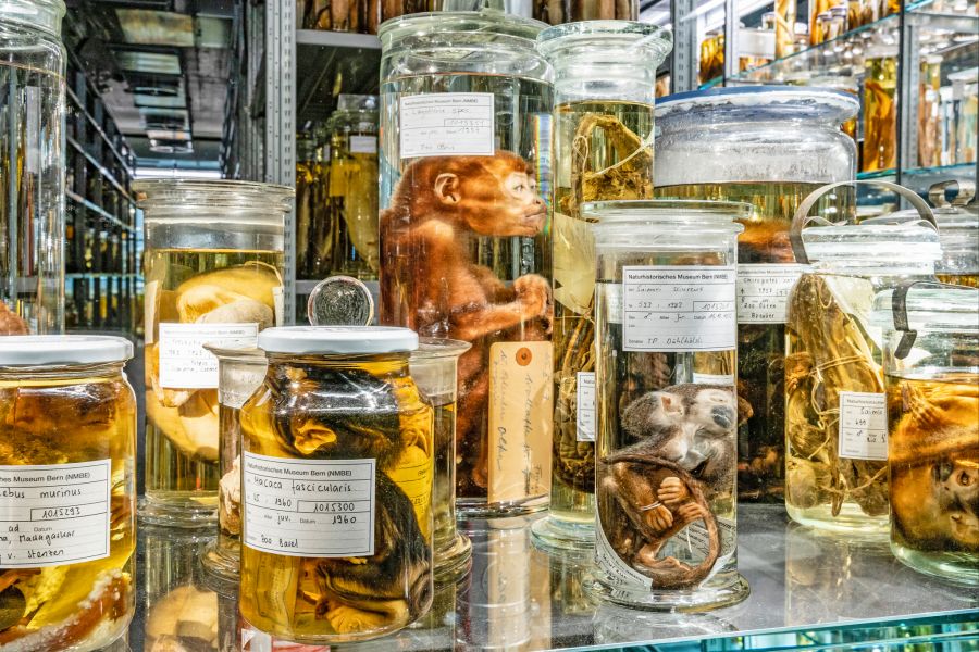 Ein Grossteil der Nasssammlung ist in der Ausstellung «Wunderkammer» zu sehen.