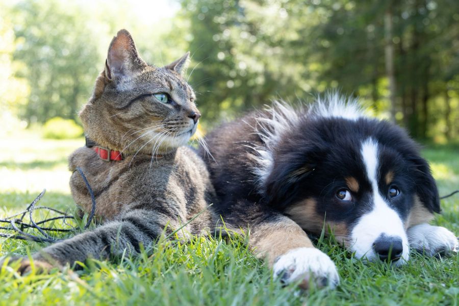 Im besten Fall sind Hund und Katze im ähnlichen Alter. Natürlich gibt es Ausnahmen – auch ein Welpe kann sich mit einer alten Katze anfreunden.