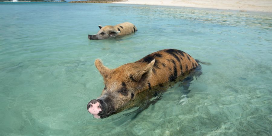 Schwimmenden Schweine am Strand, Bahamas.