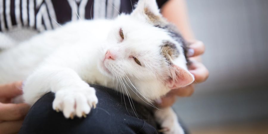 Katze liegt auf Bein