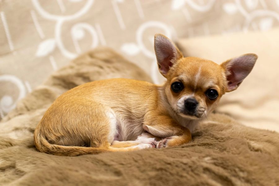 Am beliebtesten in der Schweiz ist der Chihuahua.