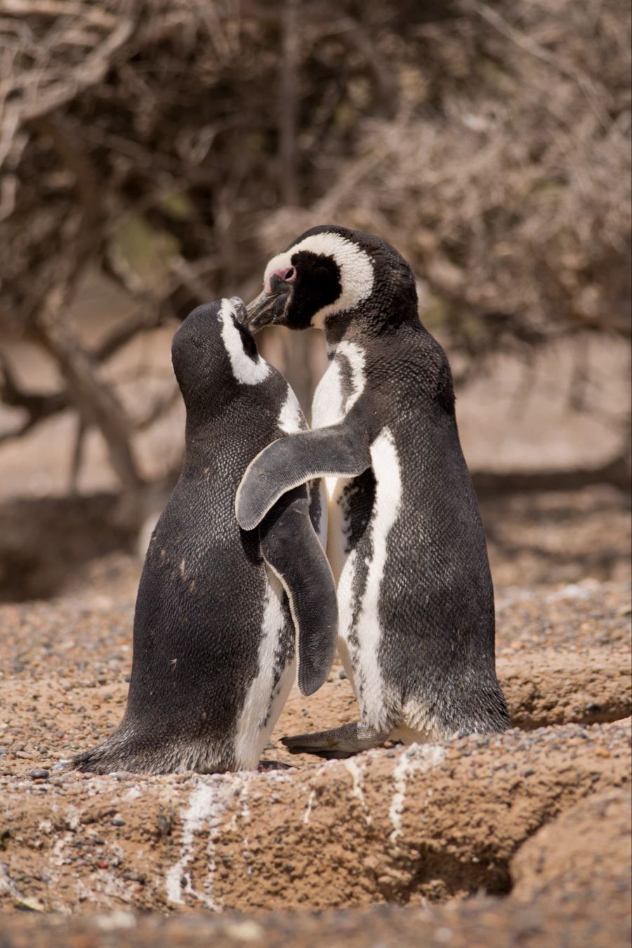 Pinguine sind treue Tiere und gehen lange Beziehungen ein. Das erwärmt einem das Herz.
