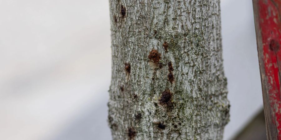 Ein erkrankter Baum ist in der Innenstadt von Freiburg zu sehen. Aufgrund extremer werdender Klimabedingungen sind Bäume immer mehr biotischen und abiotischen Stressfaktoren ausgesetzt und dadurch anfällig für Schaderreger.