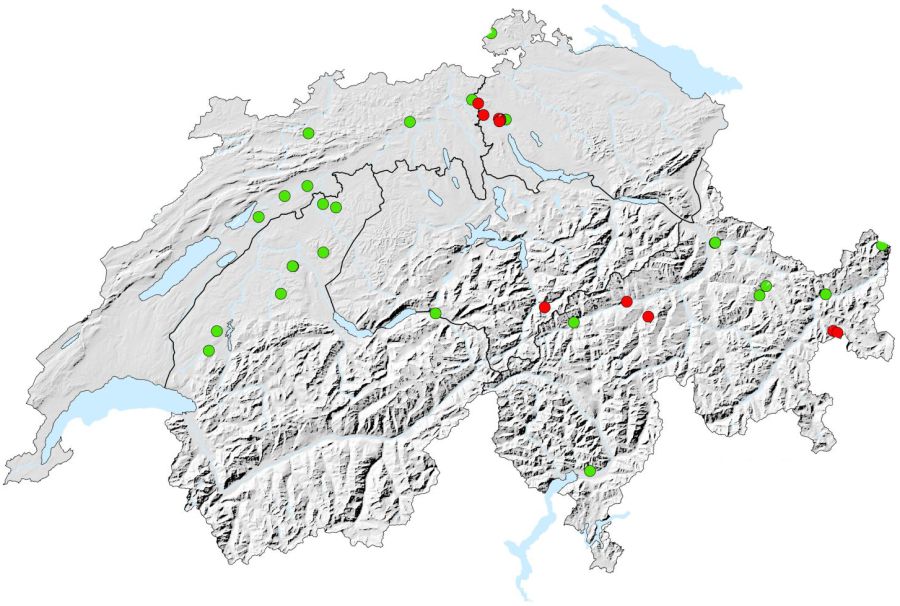 Kora Goldschakal Beobachtungen Schweiz