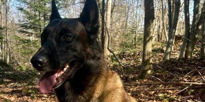 Diensthund Odin der Kapo AR